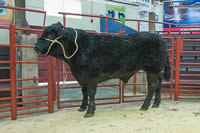 Reserve Champion Beast and Champion Galloway (5)